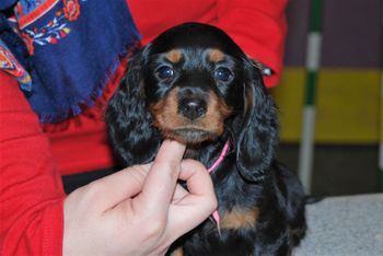 Pink girl at 7 weeks.
