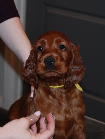 Yellow girl at 6 weeks old.
