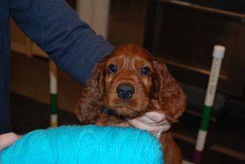 Blue boy at 7 weeks old.
