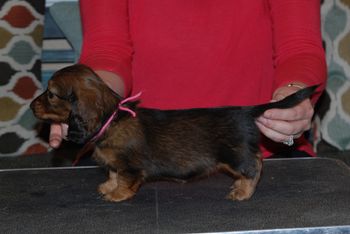 Pink girl at 6 weeks old.
