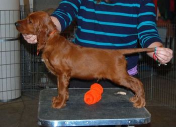 Orange boy at 7.5 wks old.
