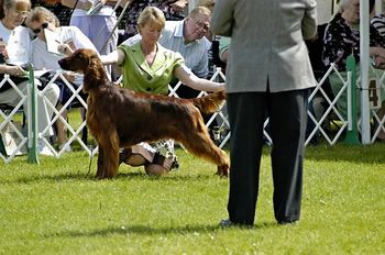 Bode showing in regular class 12-18 mo at the National in Waukesha, Wisconsin. June 2010
