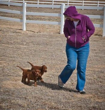 Keefer and his littermate running in the yard with Sandy at about 5 weeks old.
