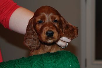 Green boy at 6 weeks old.
