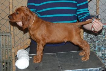 White boy at 7.5 wks old.
