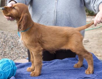 Light Blue Girl - 9 wks "Abby" Owner: Debora Guidett Lafayette, Colorado
