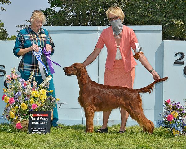 Show 2024 irish setter