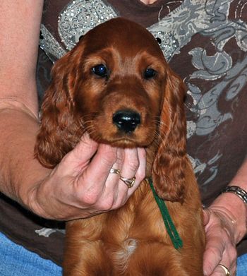 Green boy head shot at 8.5 weeks old.
