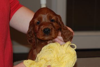 Yellow girl at 6 weeks old.
