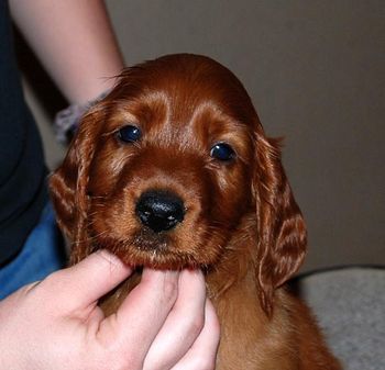 Brown boy 6 weeks old.
