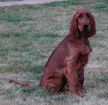 Paddy at 17 weeks old.
