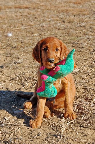 White girl with another toy. She loves the stuffies!
