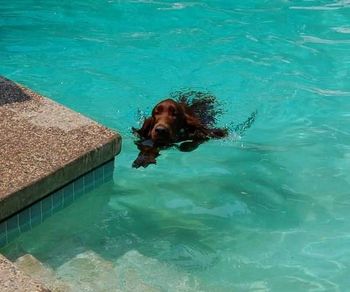 Arlo taking a dip in the pool. Tough life he has!
