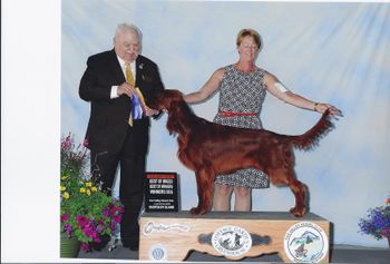 Bartley wins his first major at only 8 months old.  He was Best of Breed and Best of Winners as well under j. James White.  Not a great show picture but you get the idea. :)
