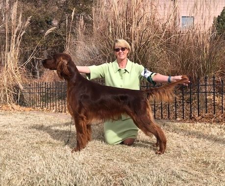 Irish setter clearance 4 months