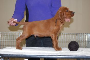 Black Boy - 7 weeks old.
