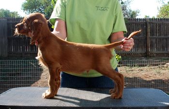 8 wks Red boy
