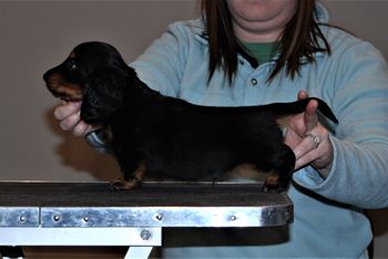 Black & tan boy at 6.5 weeks old.
