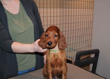 Lime green boy at 7.5 weeks old.
