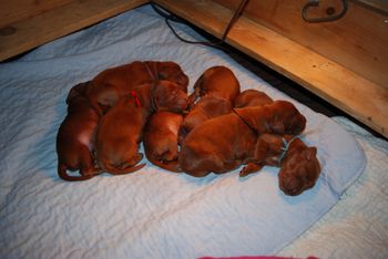 Puppy piles are the best.
