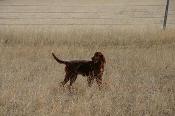 Rio went for her first day of field training - she had a blast! She loved running with the big dogs. She pointed and was interested in the birds - good first day!! 2/27/10
