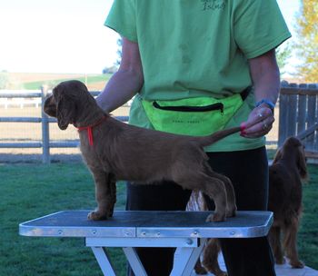 Red boy at 5 weeks old.
