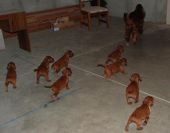 I have an unfinished basement.  I let the puppies out tonight to run the basement.  They had a ball chasing their mom around.
