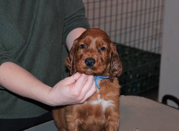 Blue boy head shot at 5.5 weeks old.
