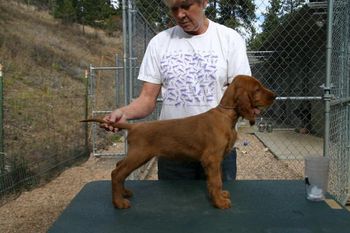 Purple Girl at 8 weeks old. "Blaise" Galewinns Tramore Mak'n an Impression Owner: Pam Gale & Ginny Swanson Fort Collins, CO
