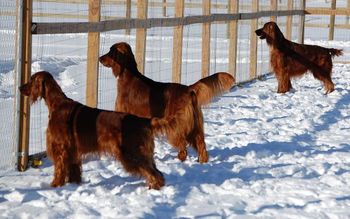 The dogs out back watching my son and his friends.
