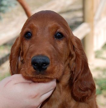 Green boy at 9 weeks.
