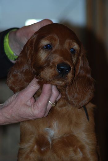 Black boy at 7 weeks.
