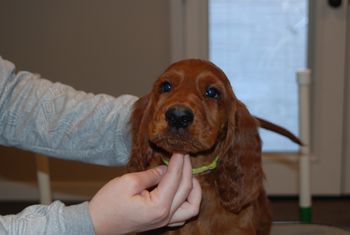 Lime green girl at 8 weeks old.
