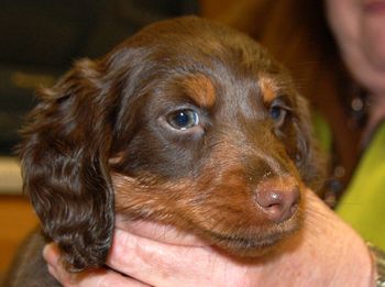 Brown boy - 8 weeks.
