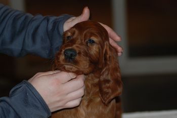 Purple girl at 6 weeks.
