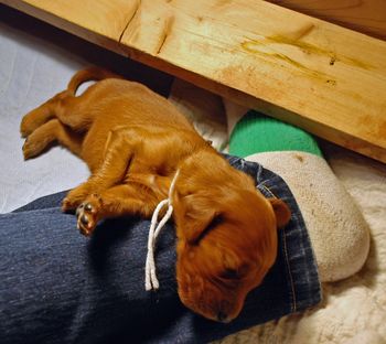 The grey girl fell asleep on my leg. :)
