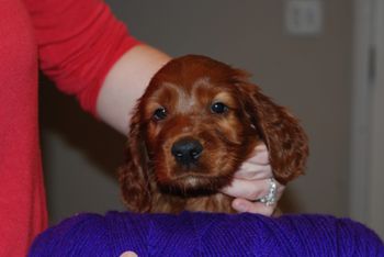 Light purple girl 6 weeks old.
