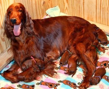 Gabby with her 3 day old pups.
