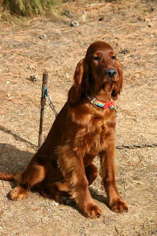 Rio's first day for field training. She wasn't quite sure what to think of the stake chain.
