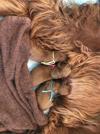 PJ with her first 3 puppies.
