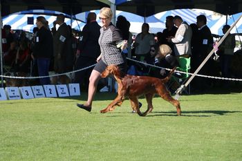 Finesse moving in the ring at her first show in Palm Springs in Jan. 2019. Photo credit: Leslie Brochu.
