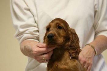 Purple Girl - head shot 8 weeks.
