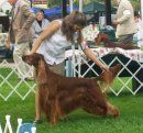 Bagger being shown at the Irish Setter Specialty of Colorado on Aug 13th - he went on to win Best of Breed!! He is now a veteran at 7 years old.
