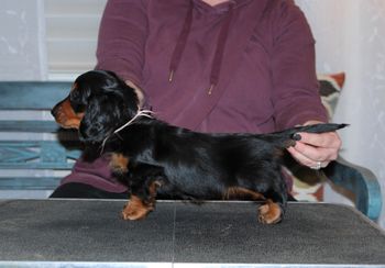 Pink girl at 7 weeks old.
