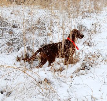 Rio in the field - we are just starting to get her use to the field. Feb. 2010
