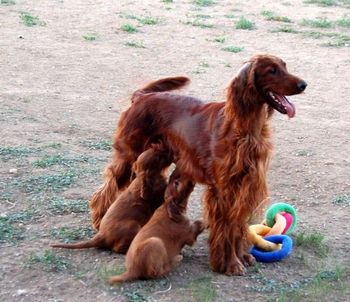 Puppies still try and nurse on Rio - she tolerates it for about 15 seconds!! lol
