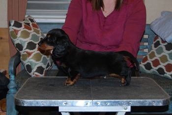 Black & tan boy at 9.5 weeks old.
