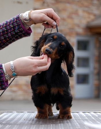 Baron at 5 mo old.
