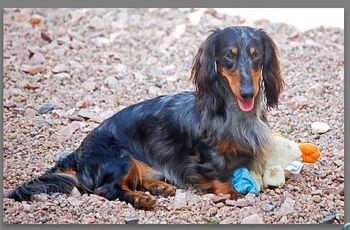 Baxter playing keep away with his stuffie - he didn't want the setters to get it!!
