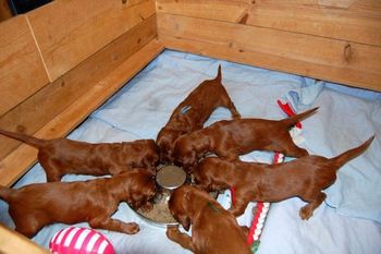 The puppies are 29 days old today. They got their first "real meal" today - they scarfed it down without even taking a breath!! lol

